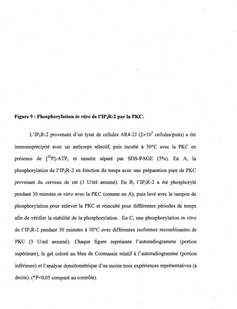 Figure 9 : Phosphorylation in vitro de PIP3R-2 par la PKC. 