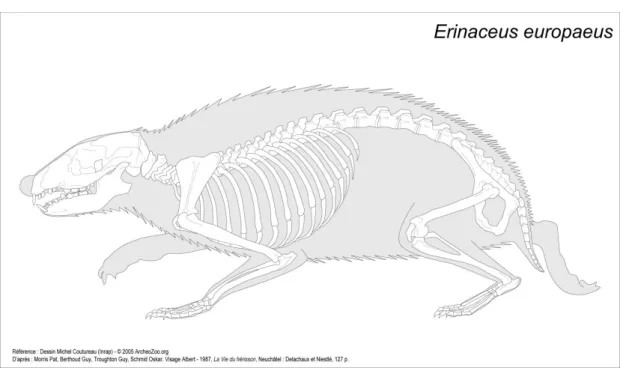 Figure 3 : Squelette de hérisson montrant un cou très court avec sept vertèbres cervicales très courtes, 16 thoraciques,  sept lombaires 6 sacrée et enfin 11 coccygiennes