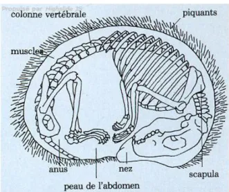 Figure 5 :  Hérisson en boule, muscles désigne le  fronto-dorsalis.et le panniculus carnosus (d’après Morris et Berthoud,  1992) 