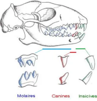 Figure 6 : Crâne de hérisson et denture montrant les molaires, les canines et les incisives, d’après Anonyme 