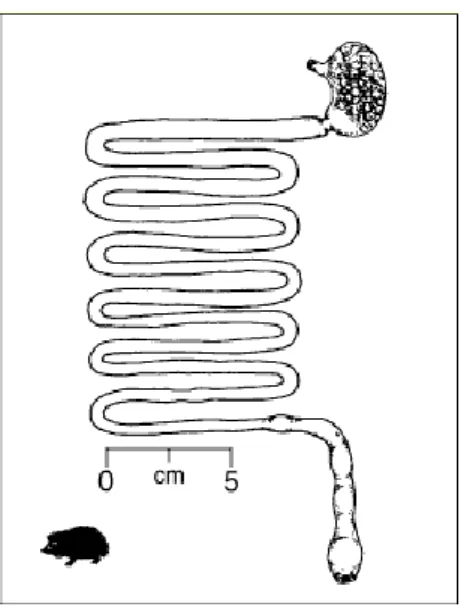 Figure 7 : Schéma du tube digestif d’un hérisson, (d’après Stevens et Hume, 1995) 