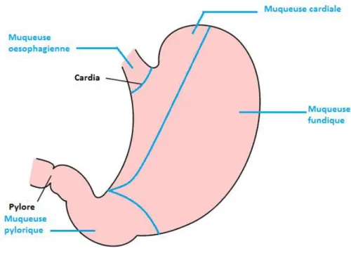 Figure 8 : Schéma de l’estomac chez le hérisson où on retrouve 3 zones, pylorique, cardiale et fundique