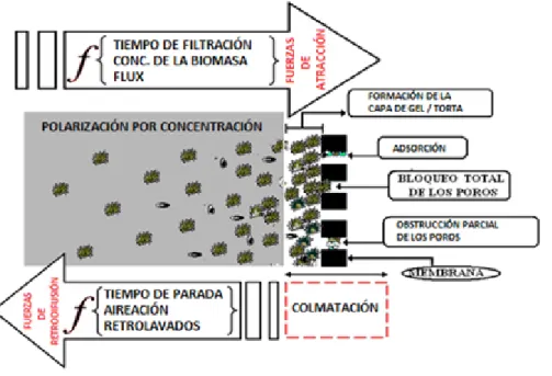 Fig. 1. Principales factores y mecanismos que influyen en la colmatación de la membrana durante la filtración