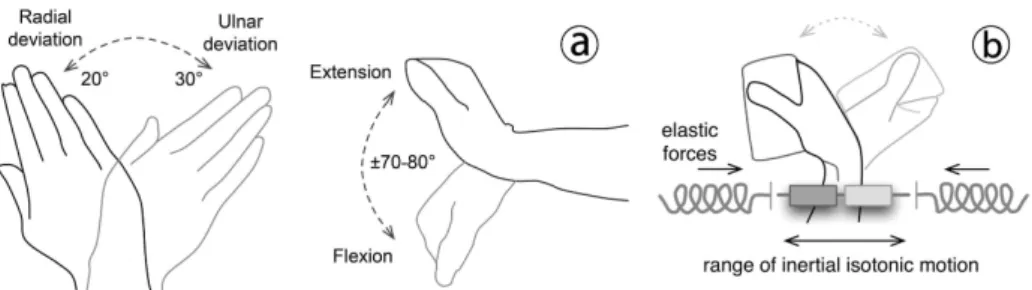 Fig. 2. The wrist. (a) The range of its angular movements. (b) Modeled as a hybrid of an iso- iso-tonic and an elastic device