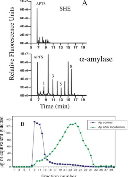 Figure  5 :  Caractérisation  des  produits  dʼhydrolyse  par  électrophorèse  capillaire  aprés  marquage  à  lʼAPTS  (FACE)  et  par  GPC  de  lʼamylopectine  incubée  une  nuit  avec  SHE  purifiée