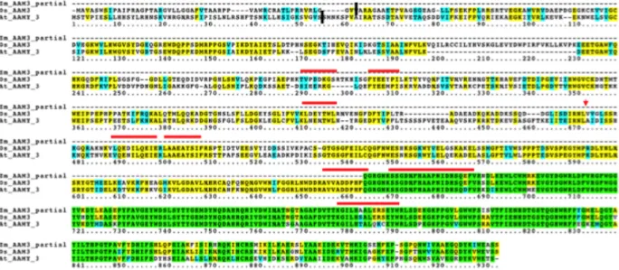 Figure  6 :  Alignement  des  séquences  en  acides  aminés  des  alpha-amylases  de  Riz  et  dʼArabidopsis  et  de  la  séquence  partielle  de  maïs