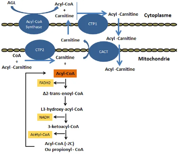 Figure 12. La bêta-oxydation