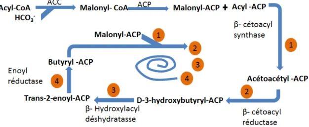 Figure 13. La synthèse des acides gras