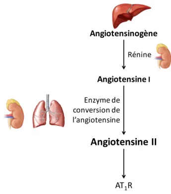 Figure  1.  Le  système  rénine-angiotensine.  Représentation  schématique  de  la  production  d’angiotensine II