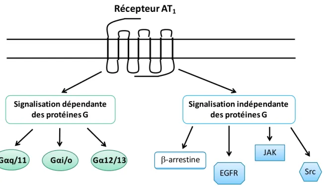 Figure  4:  Portrait  global  de  la  signalisation  d’AT 1 R.  AT 1 R  peut  activer  différentes  voies  de  signalisation de façon dépendante des protéines G ou de façon indépendante des protéines G
