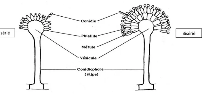 Figure 3: Structure morphologique du genre Aspergillus (Botton et al., 1990) 