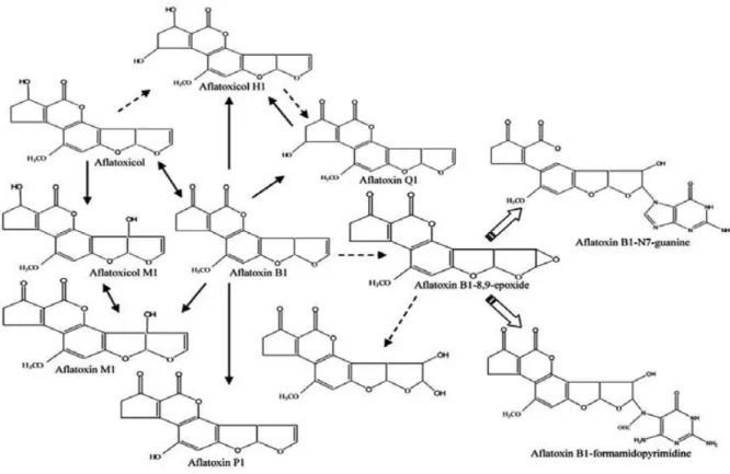 Figure 10: Biotransformation hépatique de l’AFB1 (Do et Choi, 2007) 