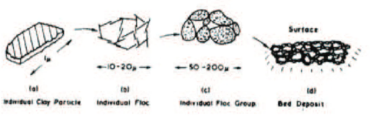 Figure 2.11 – Évolution de la taille et de l’organisation des particules en suspension lors de la floculation (D’après Van Rijn, 1993).