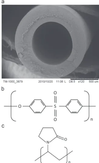 Fig. 1. Cross-section SEM image of a nitrogen-fractured pristine membrane (a);