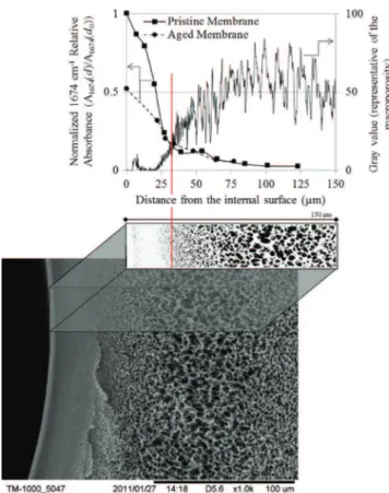 Fig. 9. ATR-IR proﬁle analysis from the internal surface to a thickness of 77 mm on a membrane treated with 235.2 g h L ! 1 NaOCl at pH 8.