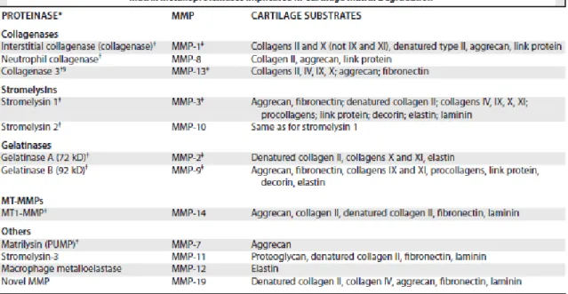 Figure n°5: Les différentes métalloprotéases engagées dans la dégradation du cartilage (Caron  2003)  