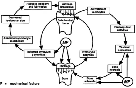 Figure  n°6 :  Résumé  des  changements  pathologiques  au  sein  d’une  articulation  arthrosique  (Goodrich and Nixon, 2006)  