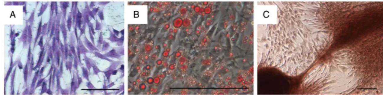 Figure  n°11 :  Illustrations  de  trois  lignées  cellulaires  obtenues  à  partir  de  cellules  souches 