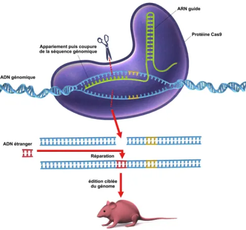 Figure 3 : Schéma des étapes du processus d'édition  génomique à l'aide du complexe CRISPR-Cas9 [29] 