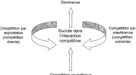 Figure 1. Boucles de rétroactions positives générant la dominance d'une espèce ou d'un  individu sur un autre (modifié de Keddy, 1989)