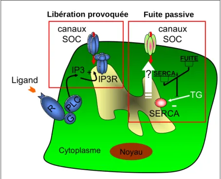 Figure 5 : Comparaison de la libération provoquée de calcium et  de la fuite de calcium passive à partir du RE