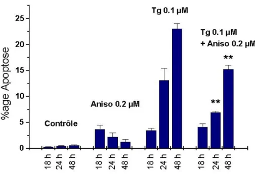 Figure 11 A : Mesure du pourcentage d’apoptose des cellules LNCaP après 18h00, 24h00 et 48h00 de  traitement à l’anisomycine 0.2 µM (Aniso), à la thapsigargine 0.1 µM (Tg), à ces deux molécules combinées et dans  les conditions contrôle