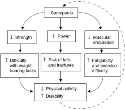 Figure 6. Conséquences de la sarcopénie  Source : Tiré de Hunter et coll. (2004)