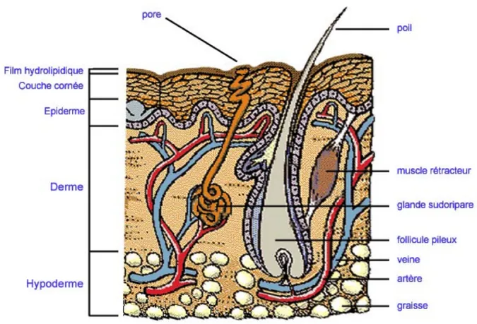 Figure 4: Schéma d'une coupe de la peau montrant une glande sudoripare 