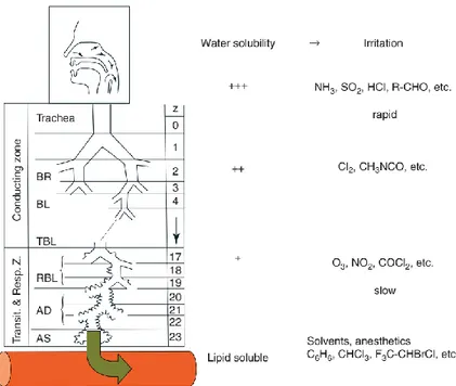 Figure 3 Schéma des effets de différents gaz et produits sur l'arbre pulmonaire (22) 
