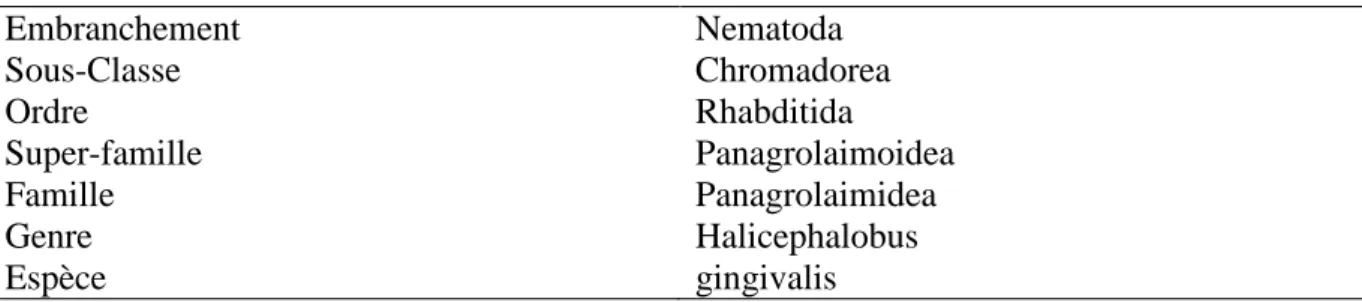 Tableau 1 : Classement phylogénétique de Halicephalobus gingivalis selon le NCBI (National Center for  Biotechnology Information)  Embranchement  Nematoda  Sous-Classe  Chromadorea  Ordre  Rhabditida  Super-famille  Panagrolaimoidea  Famille  Panagrolaimid