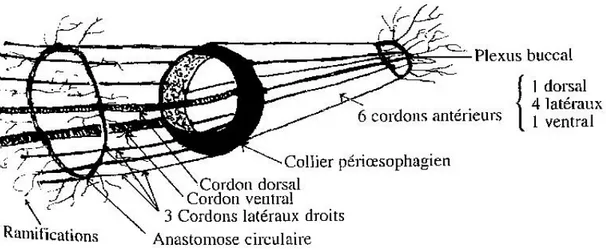 Figure 9 : Système nerveux des nématodes, d'après Moulinier (2002)  