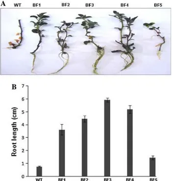 Fig. 5 a Morphological aspect of transgenic plants (BF1; BF2; BF3;
