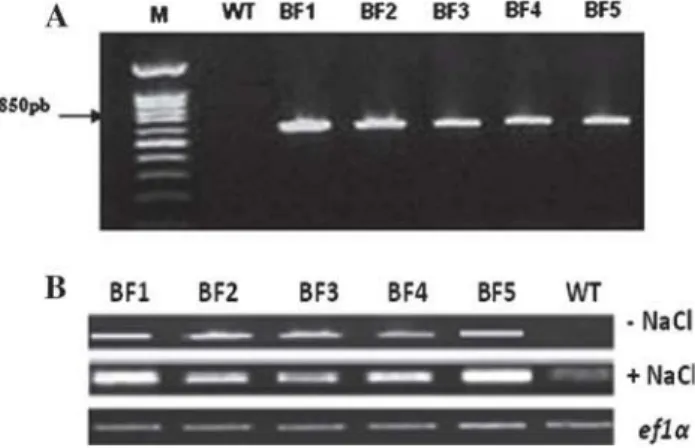 Fig. 3 a PCR amplification of the specific StDREB1 gene from genomic DNA of the different hygromycin resistant plants (BF1;