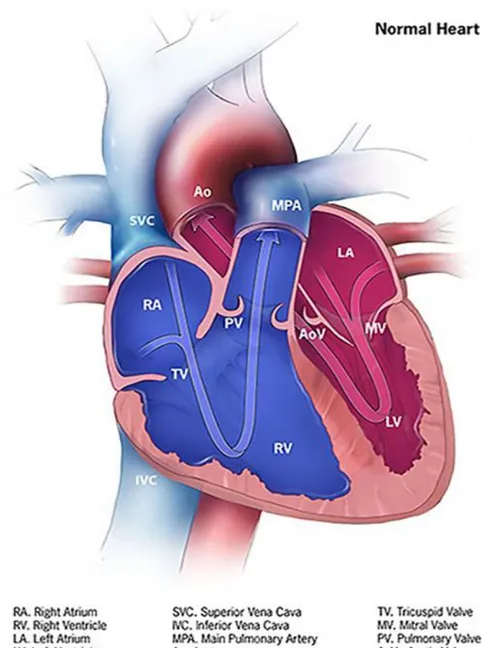 Figure  1.  Anatomie  normale  du  cœur  (d’après  « Centers  for  Disease  Control  and  Prevention, National Center on Birth Defects and Developmental Disabilities ») (29)