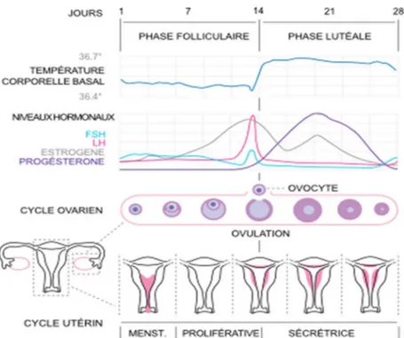 Figure  1 :  Représentation  schématique  des  étapes  du  cycle  menstruel  chez  la  femme en âge de procréer