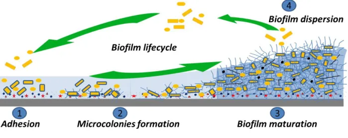 Figure 1: Différentes étapes de formation du biofilm