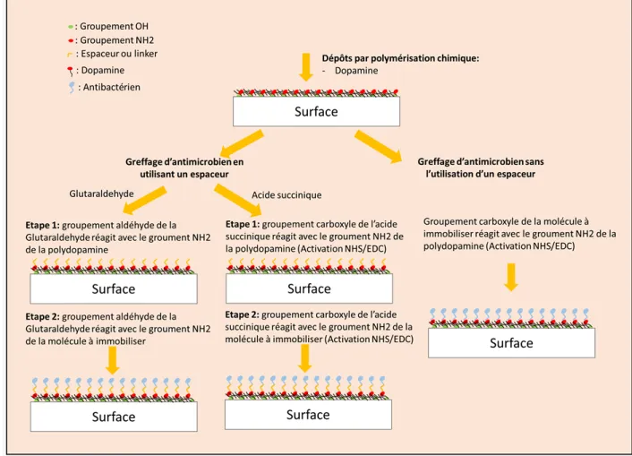 Figure 6: Fonctionnalisation de l'acier inoxydable 