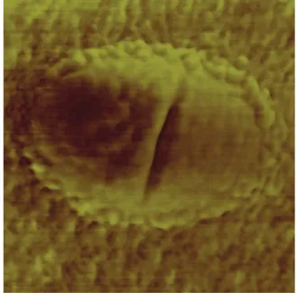 Fig. 4. AFM image (1 × 1 micrometers) of the surface of 100 nm and 1 mm thick films, prepared in different conditions: (a) argon pressure: 2 Pa, target-substrate distance: