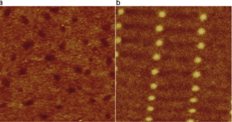 Fig. 10. AFM image (a) and the corresponding MFM image (b) of a g-Fe 2 O 3 film locally transformed into a-Fe 2 O 3 by laser heating (size of the images: 8 mm × 8 mm).