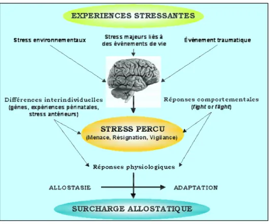 Figure  1 :  Suite  à  une  expérience  stressante  (ou  stressor),  l’organisme  « réagit »  par  une  réponse  complexe  mettant  en  jeu  l’ensemble  du  système  nerveux  central  et  périphérique,  entraînant  des  réponses  neuroendocrines  et  immun