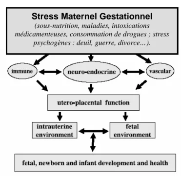 Figure 4 : Modèle hypothétique de médiation des effets du stress maternel lors de la gestation sur le fœtus en  développement (adapté de Wadhwa 2005)