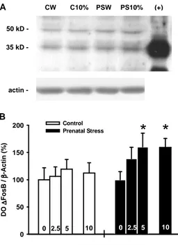 Figure 12  :  L’alcoolisation  chronique  provoque  une  accumulation  du  facteur  deltaFosB  dans  le  noyau  accumbens dose dépendante chez les animaux ayant subi un stress in utero