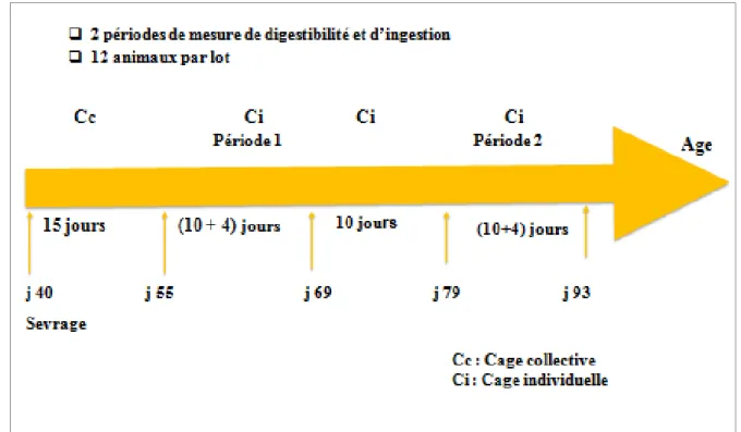Figure 15. Schéma recapitulant les périodes de mesure de digestibilité dans l’expérimentation  2