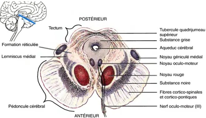 Figure 2 : coupe axiale passant par le mésencéphale (3) 