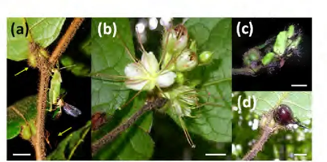 Figure  1.  Hirtel/a  physophora  leaves,  flowers  and  fruits.  (a)  Leaves  bear  leaf  pouches  (left  arrow)  at  the  base  of their  laminas