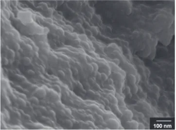 Fig. 12. SEM observation of the film from the BC dispersion.