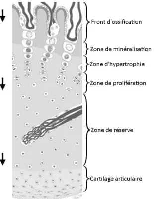 Figure 3 : Représentation schématique du cartilage de croissance épiphysaire, d’après Ytrehus et coll