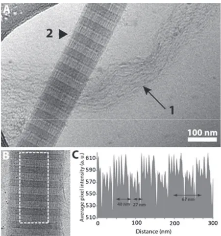 Fig. 2. Cryo-TEM images of (A) loosely packed collagen bundle (arrow, 1) and fully assembled ﬁbril (arrowhead, 2) at pH 7.4