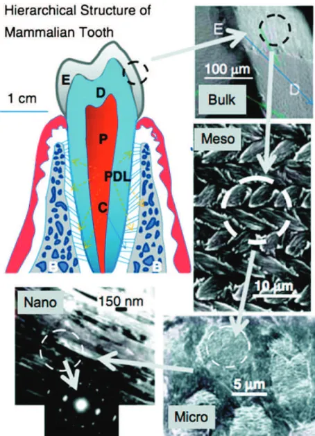 Fig. 3. Hierarchical architecture of mammalian enamel. Enamel (E) is the outermost layer at the crown of the tooth and resides above the dentin (D)
