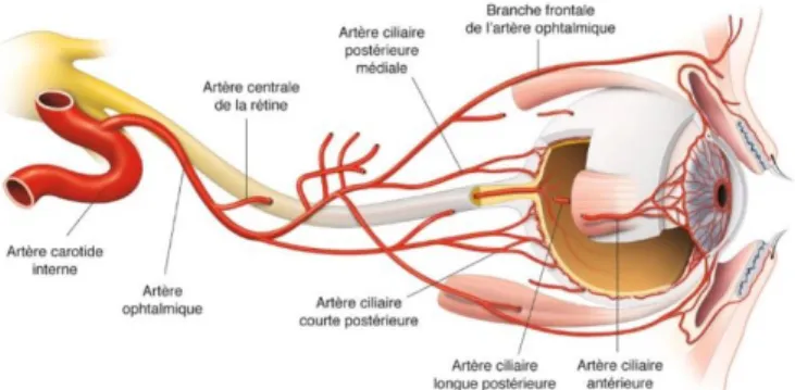 Figure 4 – Schéma de la vascularisation artérielle de l’œil et de ses annexes, rapport SFO 2014 